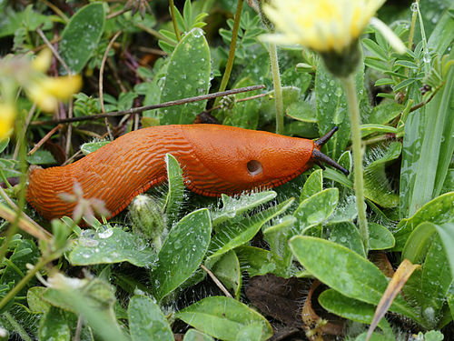 Red slug